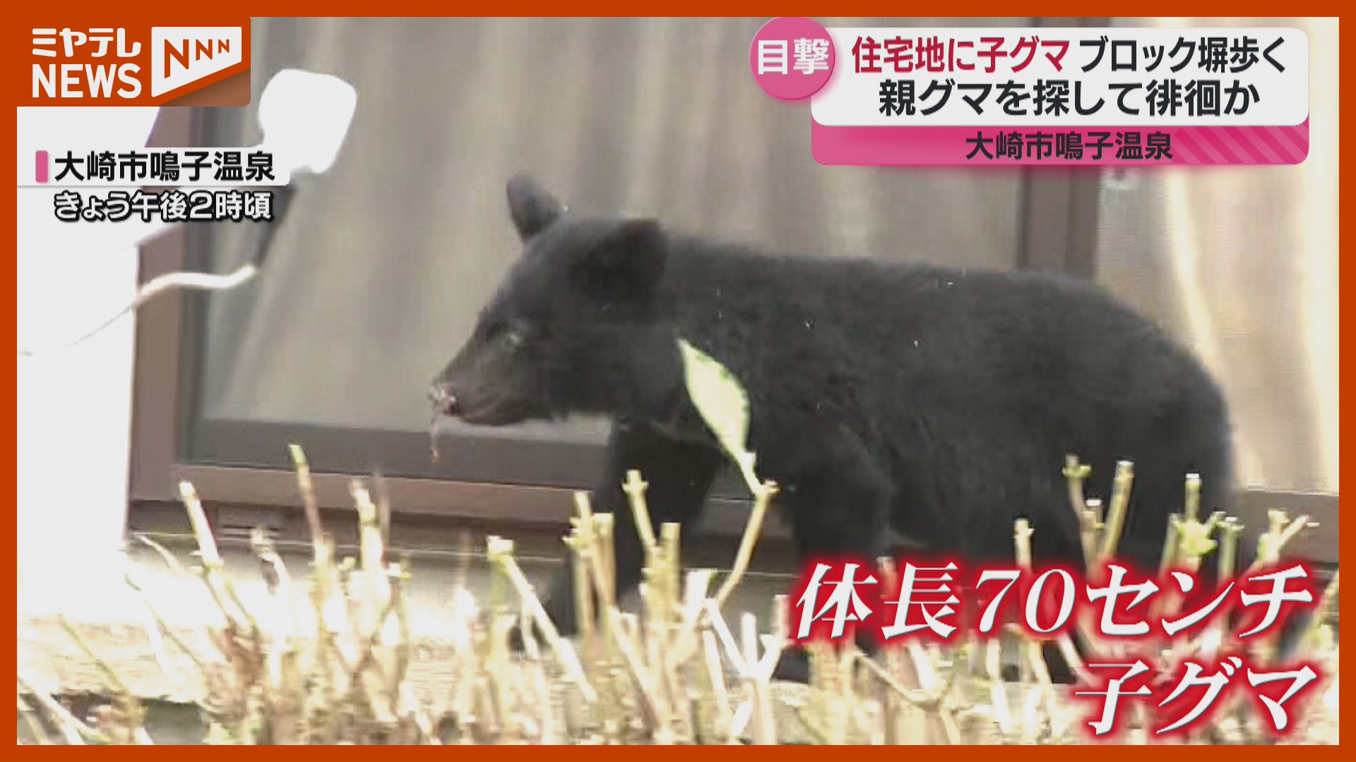 動画あり】住宅敷地に現れた子グマ…ブロック塀歩く、親を探して