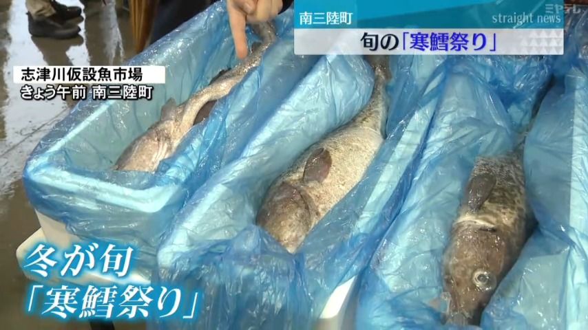 【海水温が高く「不漁」】旬の「マダラ」を手頃な価格で販売　宮城・南三陸町で「寒鱈祭り」