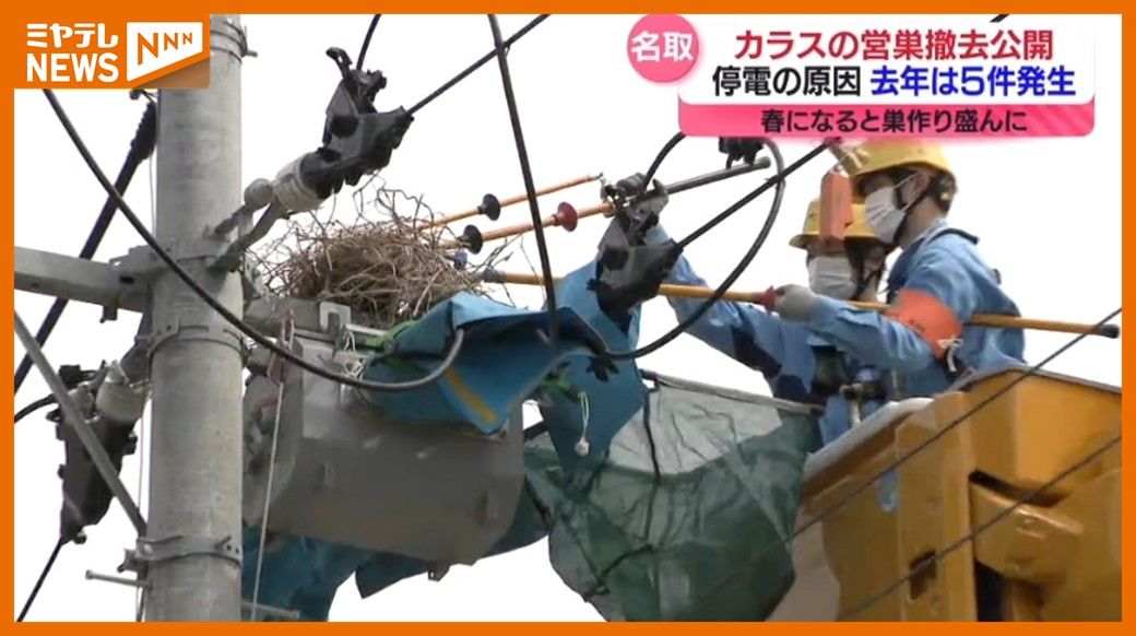 停電の原因に、電柱に作られた“カラスの巣”の撤去作業（宮城・名取市）