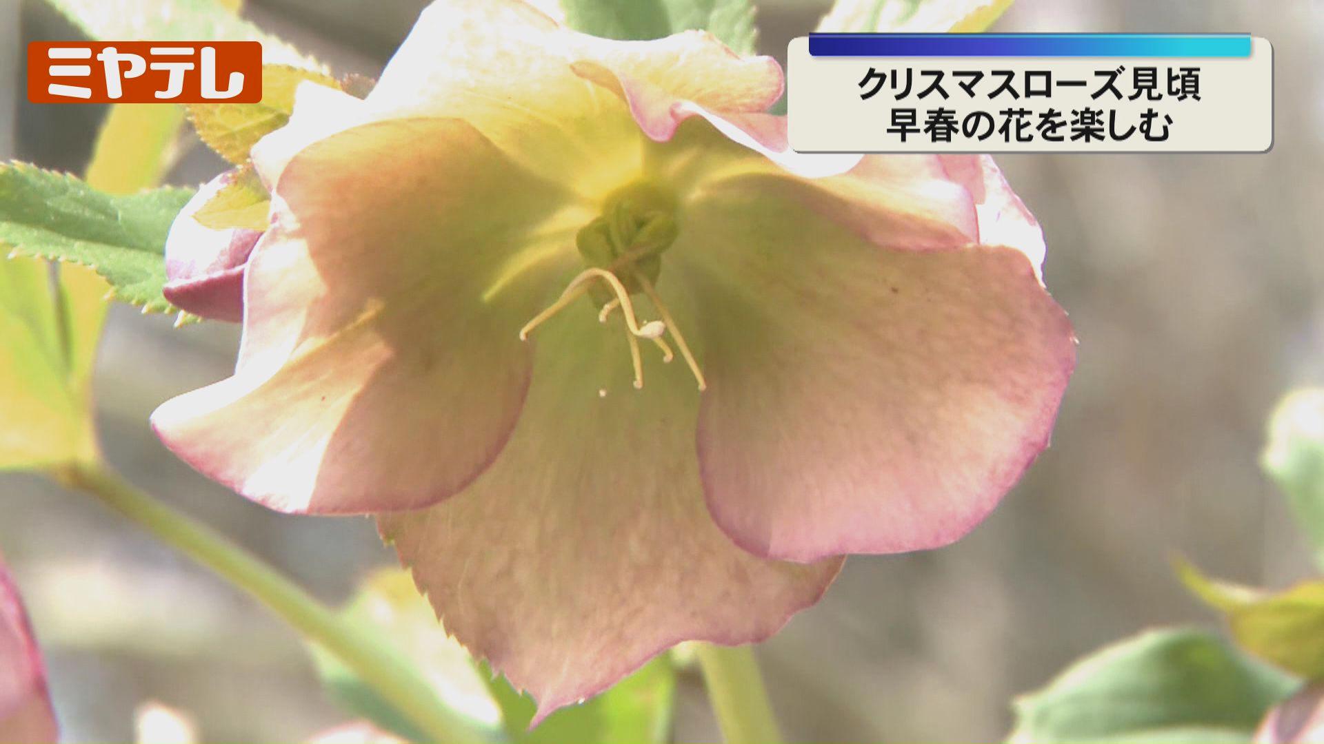 Kaorin　クリスマスローズ 葉牡丹 千両 クロッカス 早春の花が見頃…上品な美しさのクリスマスローズやクロッカス（宮城