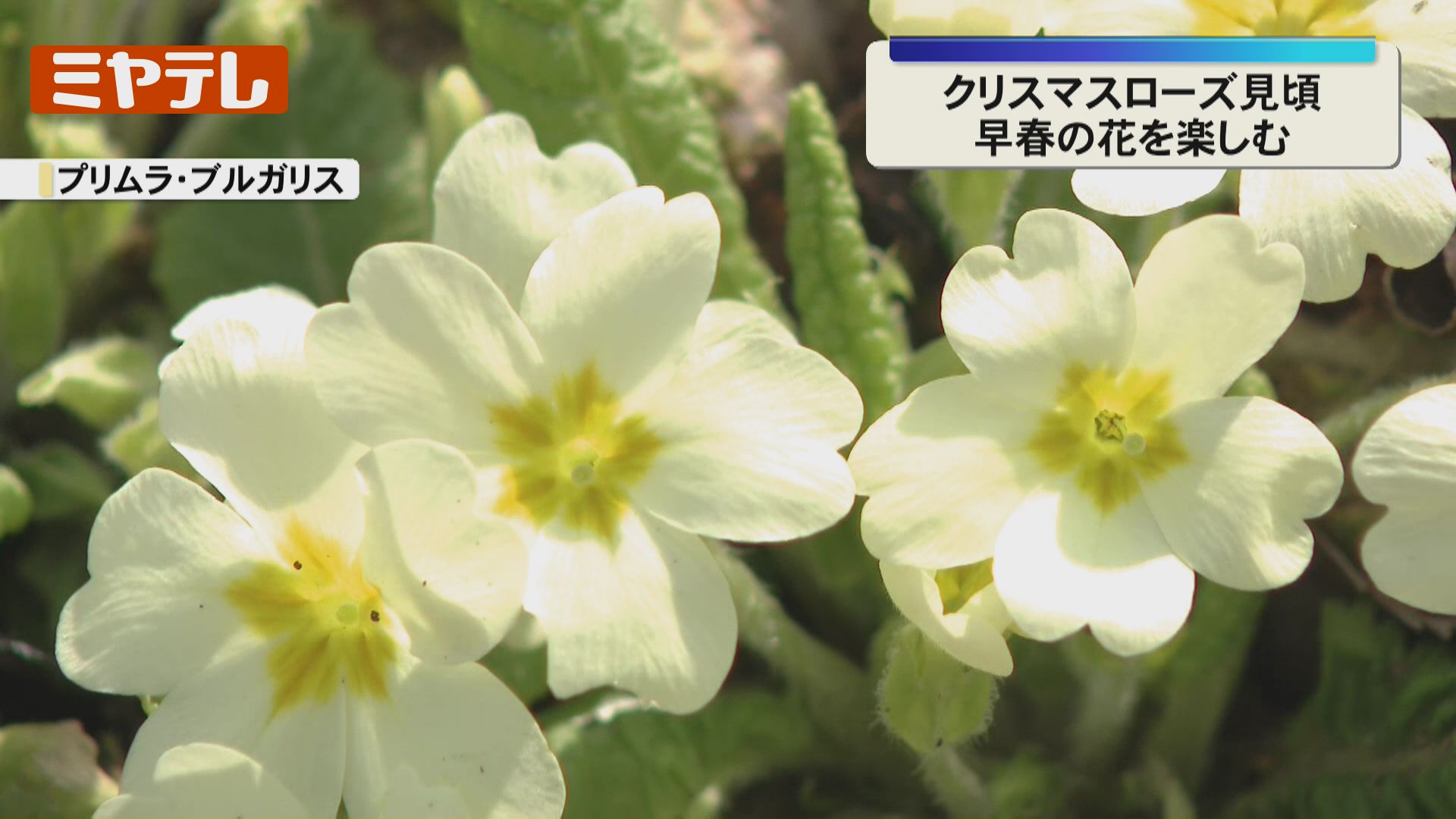 早春の花が見頃…上品な美しさのクリスマスローズやクロッカス（宮城