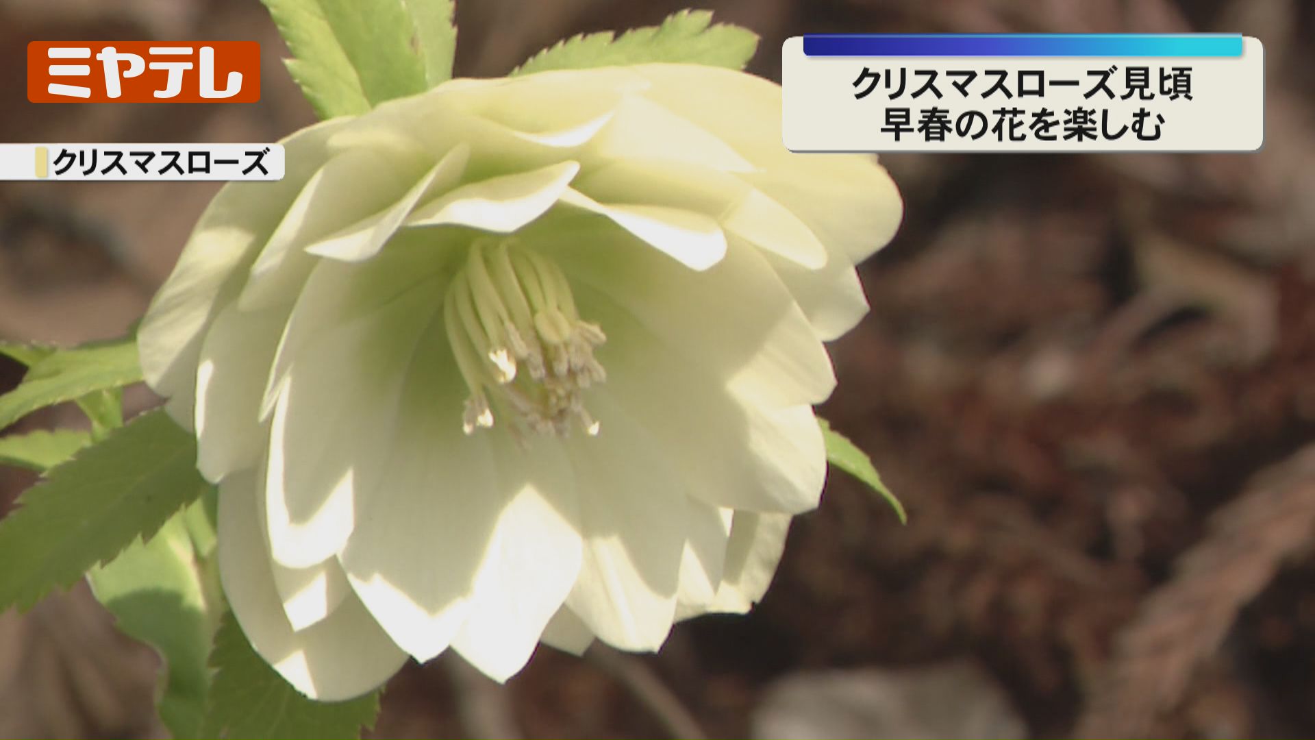 早春の花が見頃…上品な美しさのクリスマスローズやクロッカス（宮城