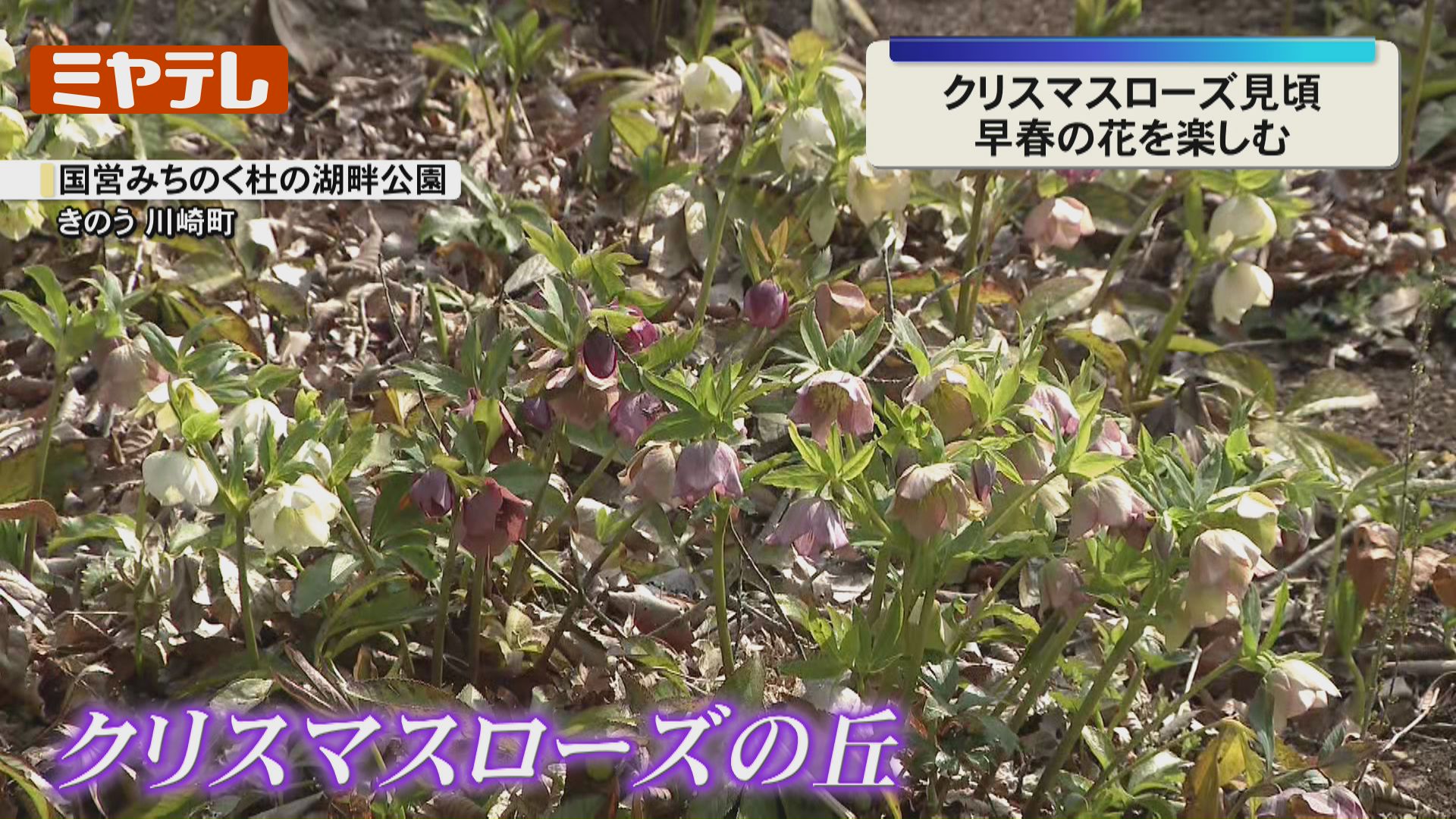 早春の花が見頃…上品な美しさのクリスマスローズやクロッカス（宮城