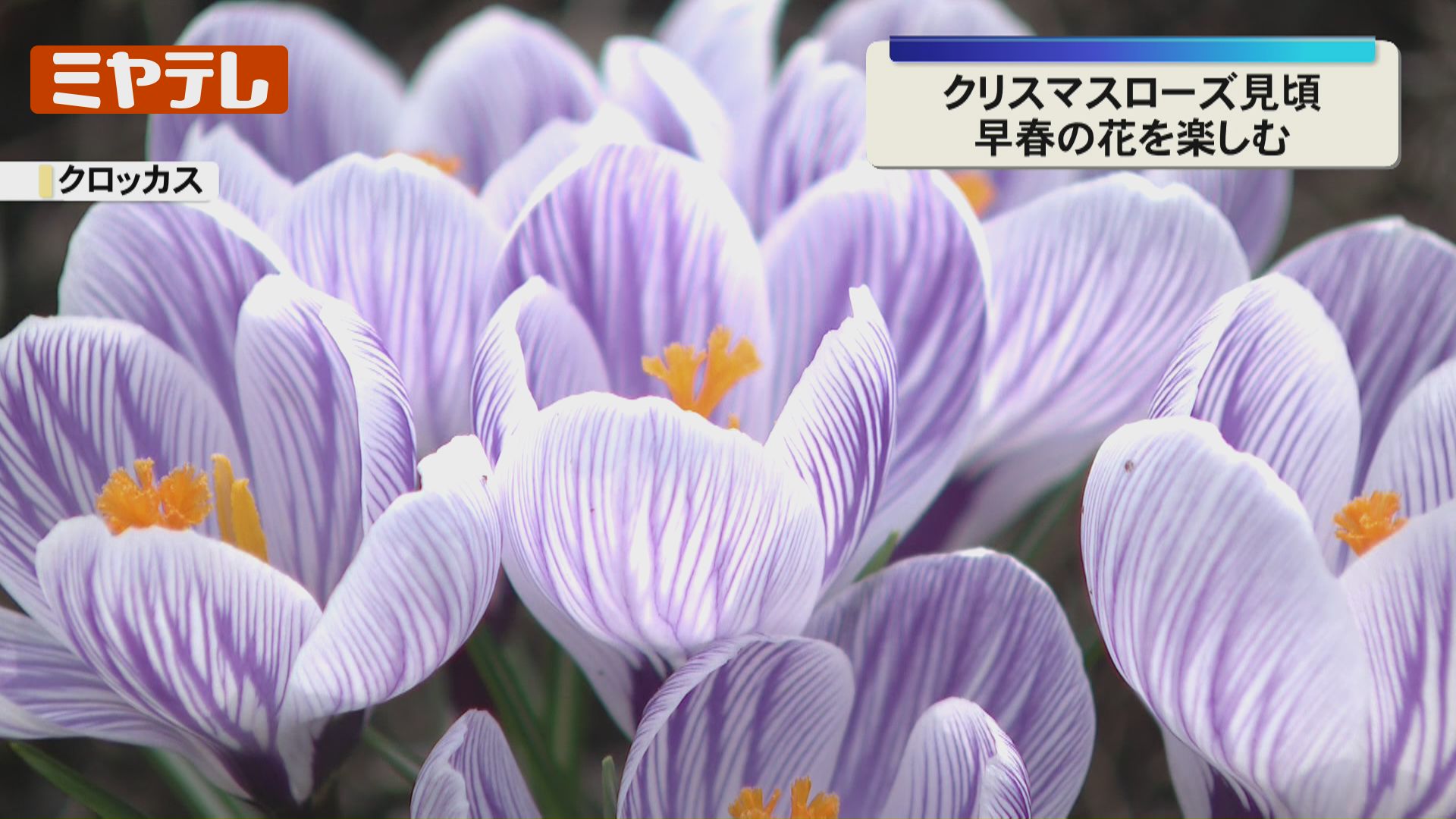 早春の花が見頃…上品な美しさのクリスマスローズやクロッカス（宮城