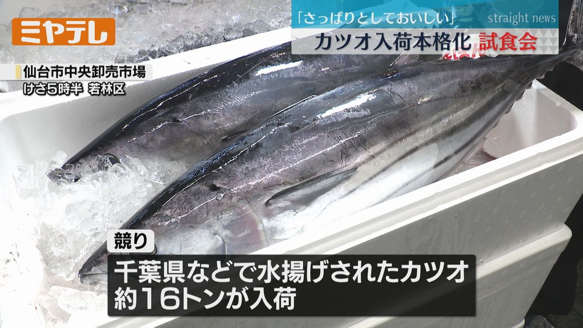 『刺身やカルパッチョにどうぞ』初夏の味覚・カツオの入荷が本格化　（仙台市中央卸売市場）