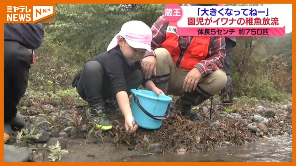 「大きくなってねって言いました」地元の園児　イワナの稚魚放流（宮城・蔵王町）