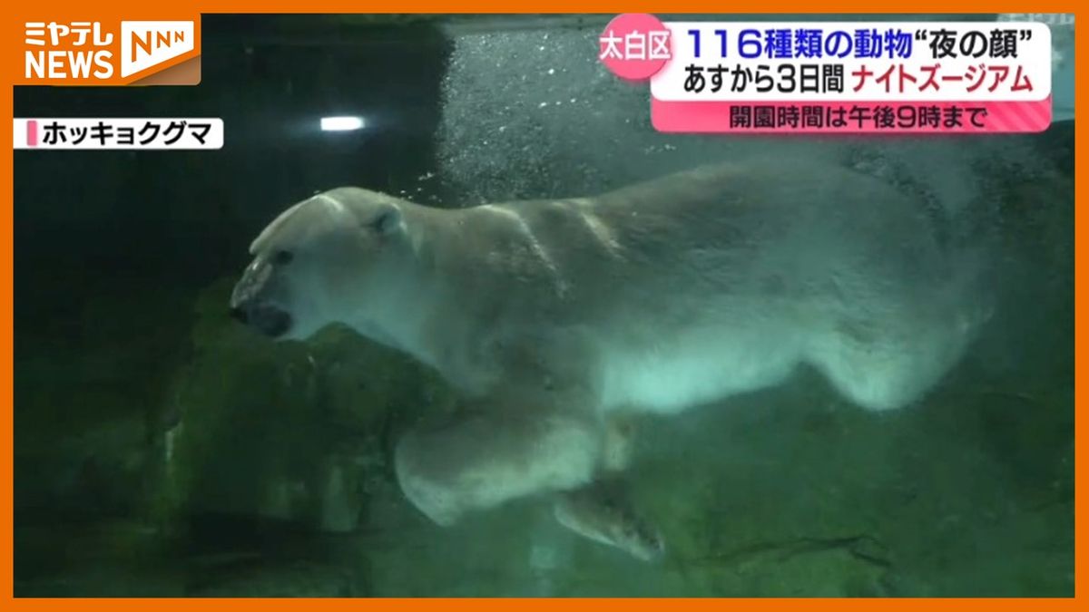 ＜ナイトズージアム＞仙台市『八木山動物公園』がライトアップ　『夜の動物』楽しめます！（8月23日～3日間開催）