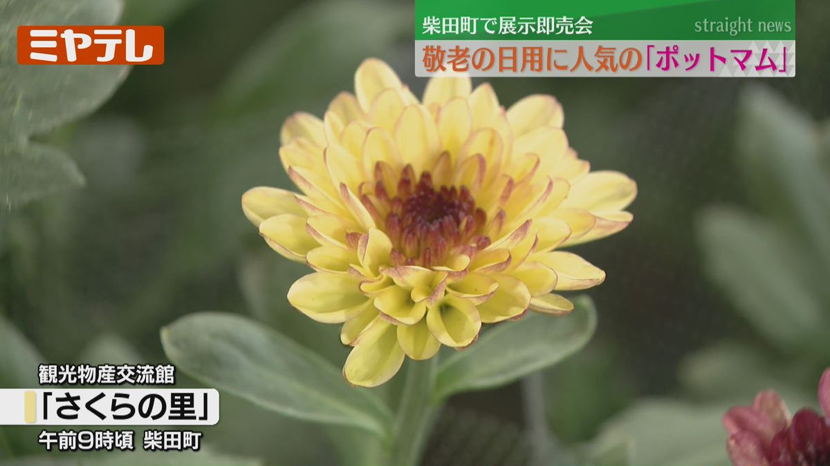 敬老の日のプレゼントに！観賞用の鉢植えキク「ポットマム」即売会 