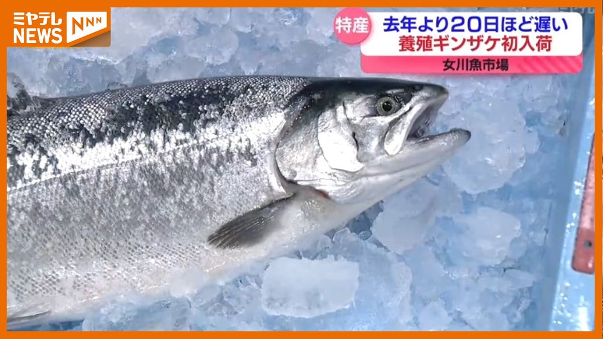 養殖ギンザケ初入荷　去年より約20日遅く＜女川魚市場＞