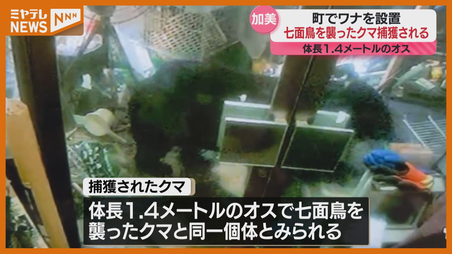 民家で七面鳥を襲ったクマ捕獲 宮城県・加美町（2025年9月8日掲載