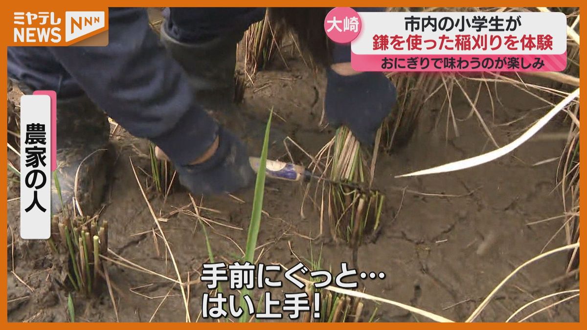 子どもたちが鎌を使って稲刈り　自分たちで田植をしたひとめぼれ「よく育ってくれて良かった」宮城