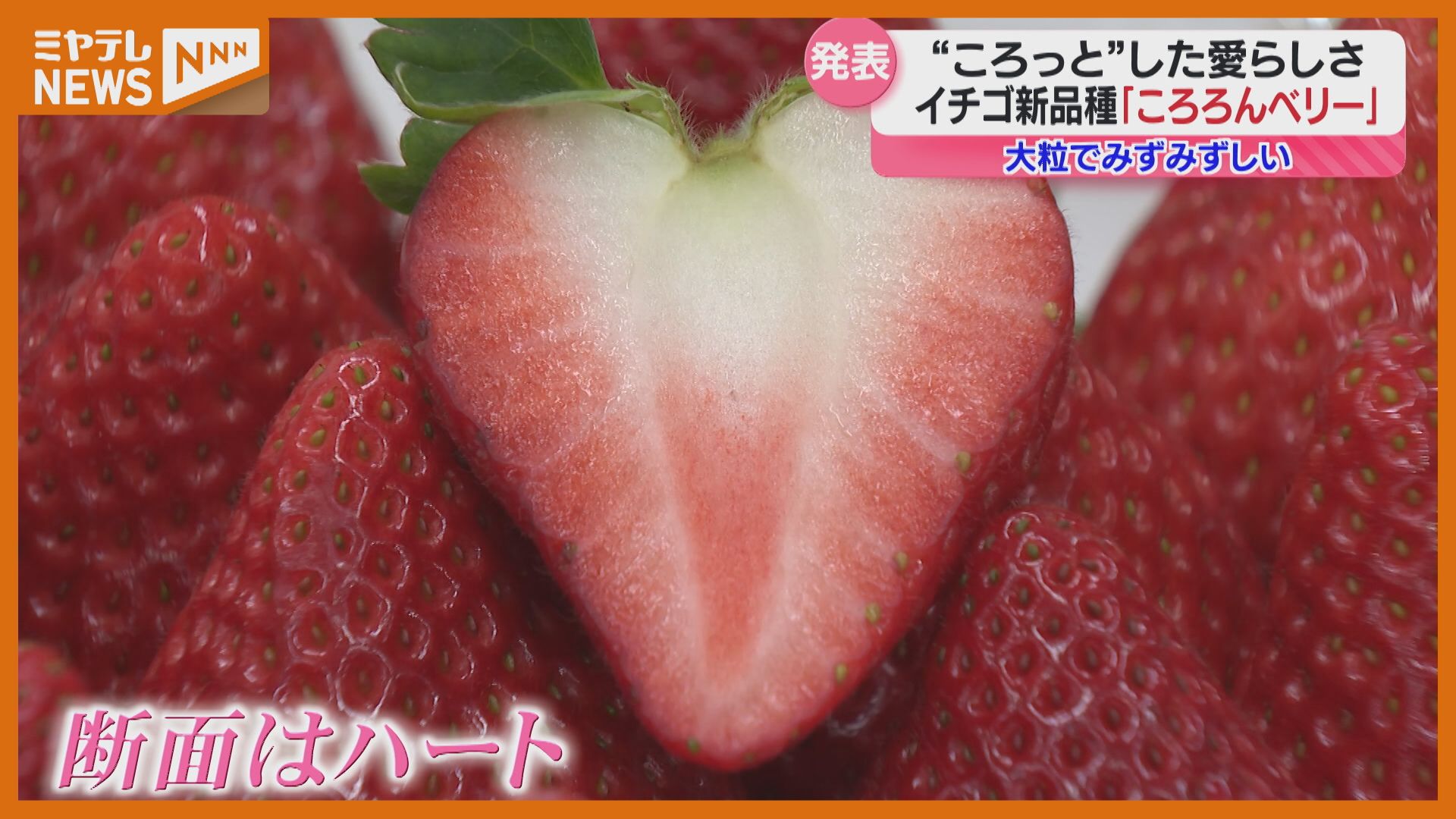 いちご様　確認用　5点 いちご様　確認用　5点