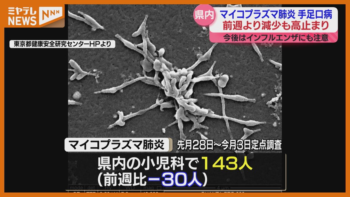 ＜「マイコプラズマ肺炎」と「手足口病」患者数＞”高い水準”続く（宮城県の定点調査）