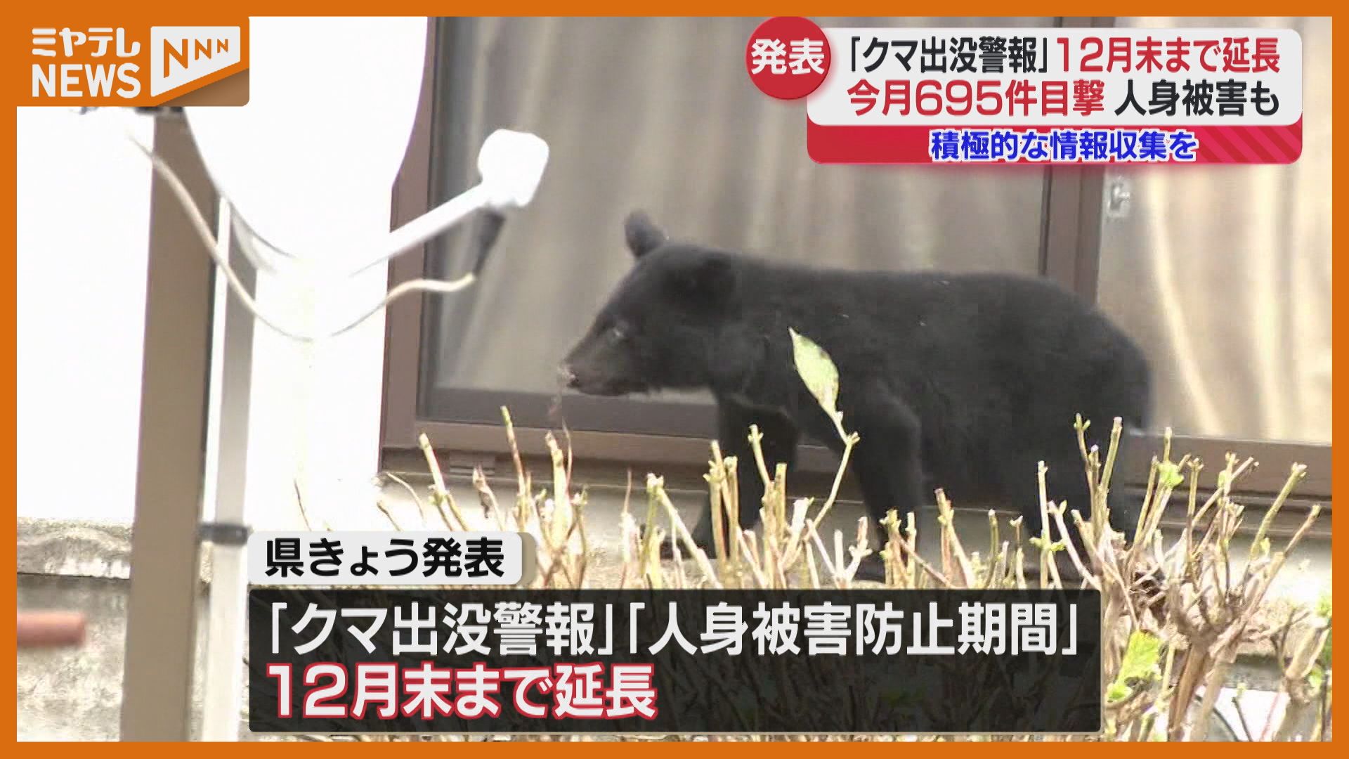 クマ出没警報』宮城県が12月末まで“延長”、11月もクマの目撃や被害が後