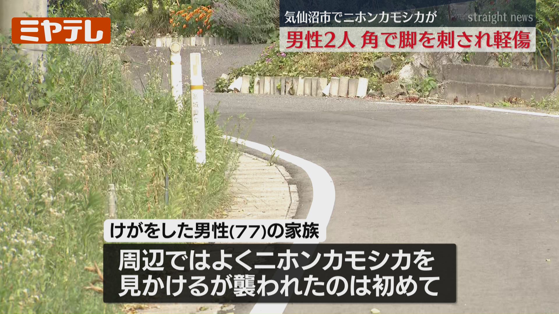 続報】“よく見かけるが襲われたのは初めて”…ニホンカモシカに相次いで