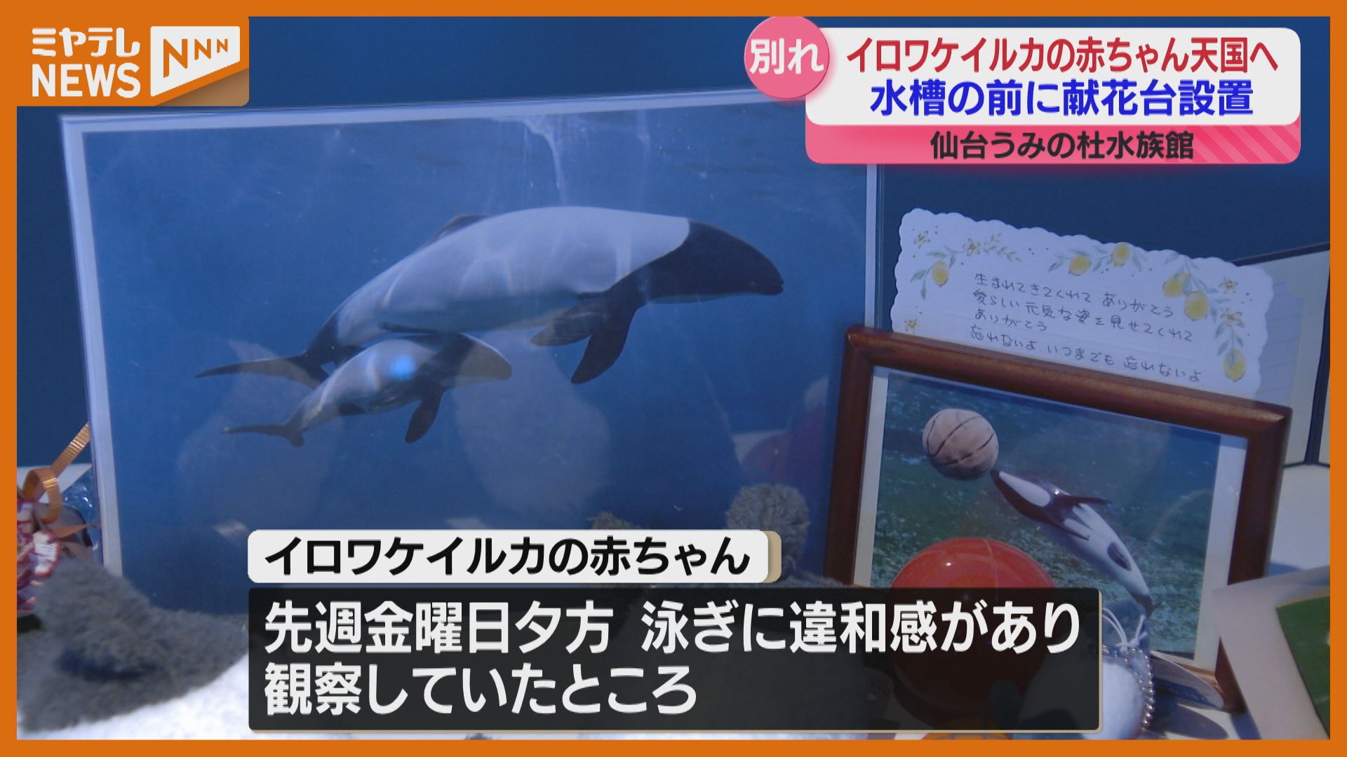 6月に誕生したイロワケイルカの赤ちゃん天国へ…献花台では別れ惜しむ人