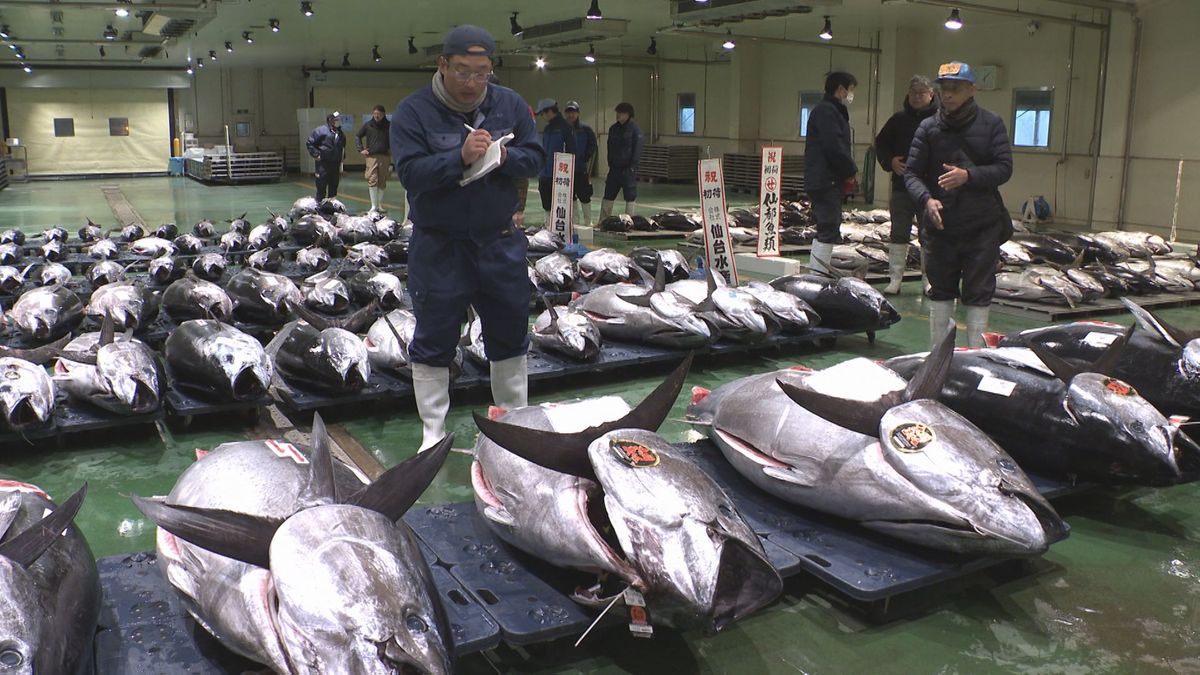 仙台２０２５　マグロ初競り