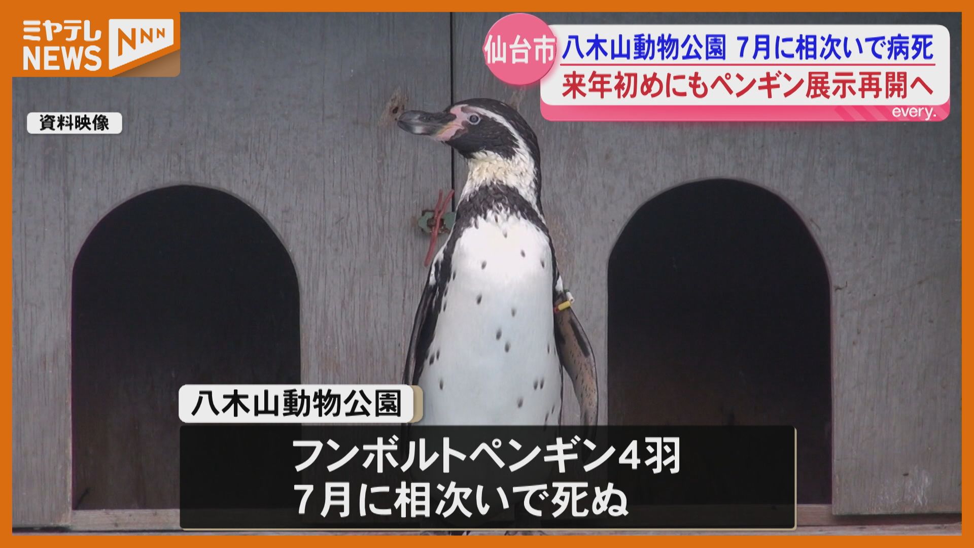 八木山動物公園のペンギン展示 来年初めにも再開の方針 7月に4羽相次ぎ