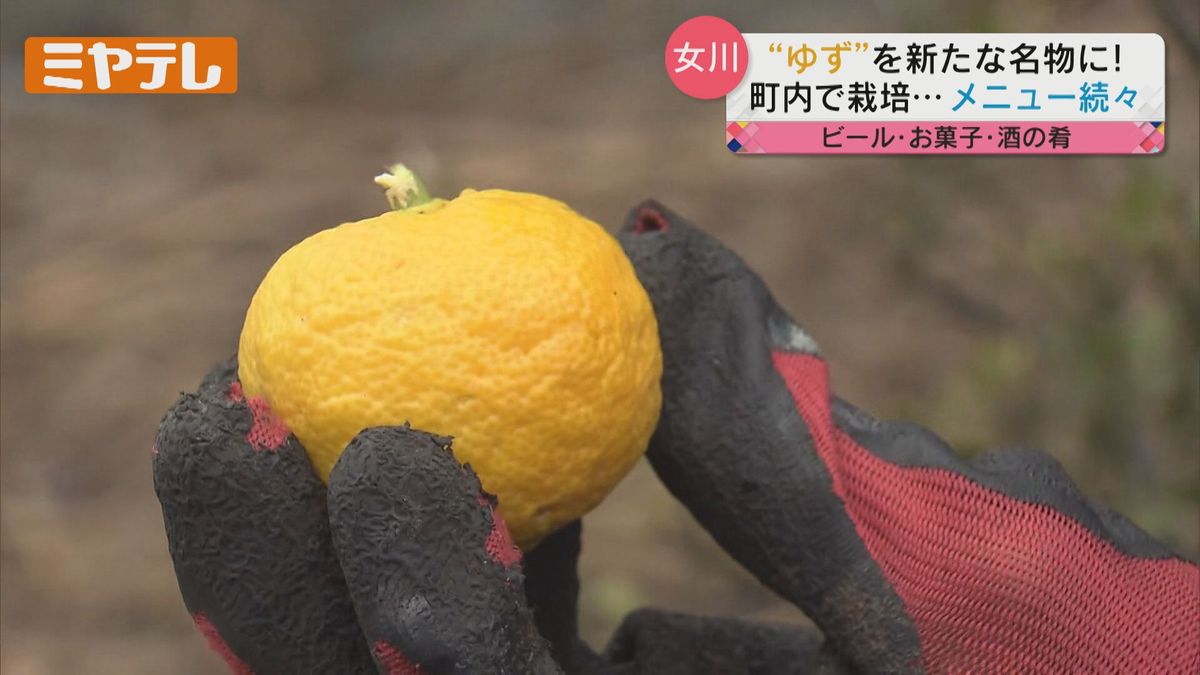 【港町の新名物は「サカナ」にあらず】女川町で「ゆず」で地域盛り上げへ（宮城）