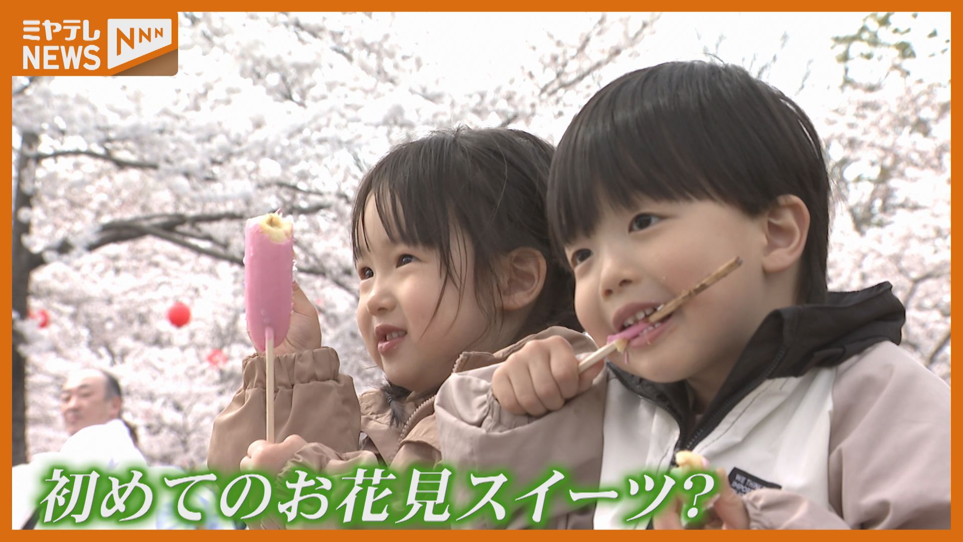 開園150周年、仙台市『西公園』のサクラ…外国の人にも生後8か月の子に