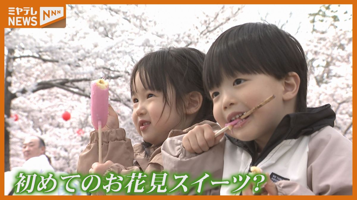 開園150周年、仙台市『西公園』のサクラ…外国の人にも生後8か月の子にも“人生初”の満開