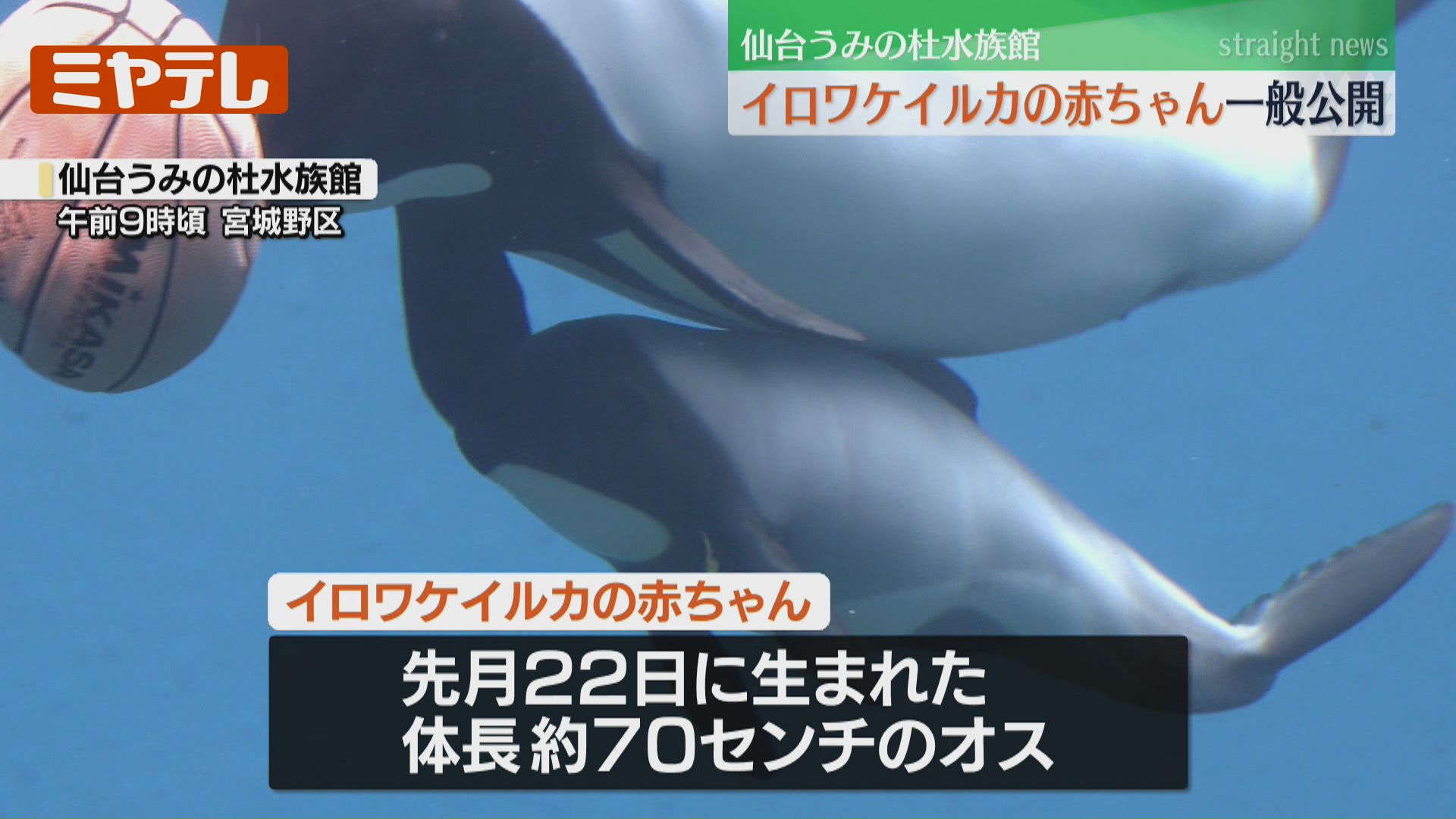 国内でわずか7頭、生まれたばかりの『イロワケイルカ』一般公開…母親に