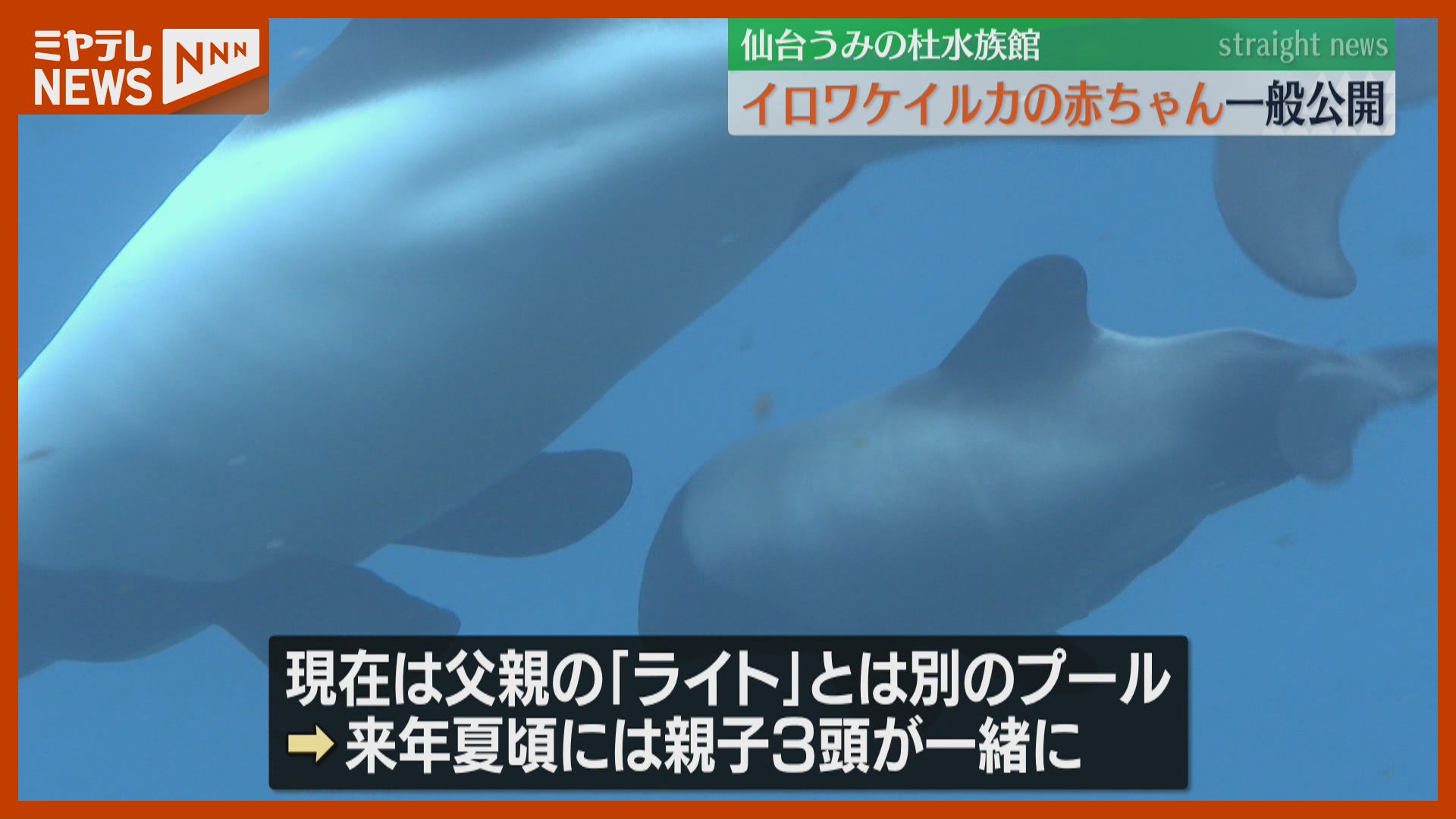 国内でわずか7頭、生まれたばかりの『イロワケイルカ』一般公開…母親に