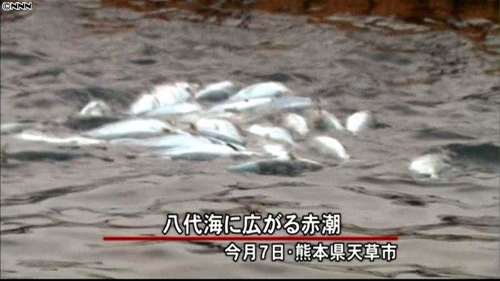 熊本で赤潮被害拡大、被害額は６億円超に