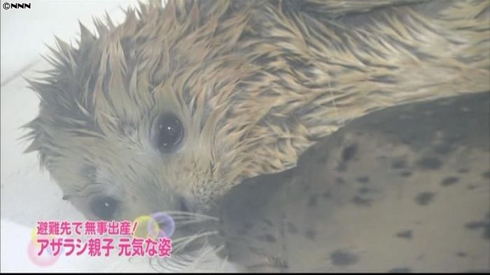 福島から千葉に避難のアザラシ、無事に出産