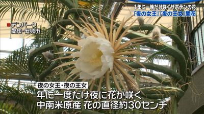 年に一晩だけ 夜の女王 が開花 愛知