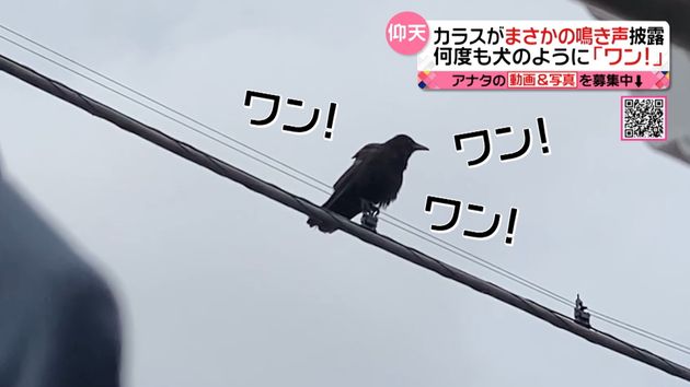 カラスがまさかの鳴き声 犬のように ワン