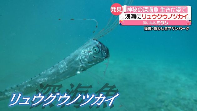 神秘の深海魚 生きた姿でみつかる 静岡