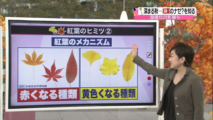 赤・黄…色の違いはナゼ? 紅葉のヒミツ