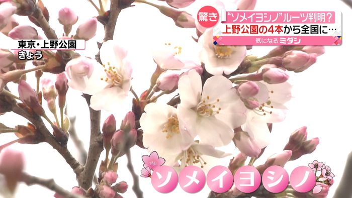 「ソメイヨシノ」のルーツは上野公園の桜？　新たな研究結果　