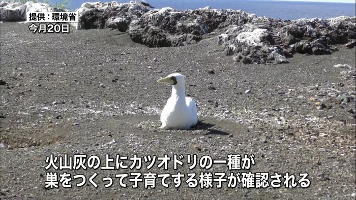 西之島で初の上陸調査 画像公開…鳥や虫は
