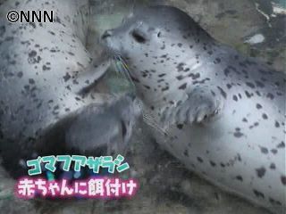 頑張れ!ゴマフアザラシの赤ちゃんに餌付け