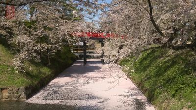 弘前さくらまつり百年 花筏 が見ごろに