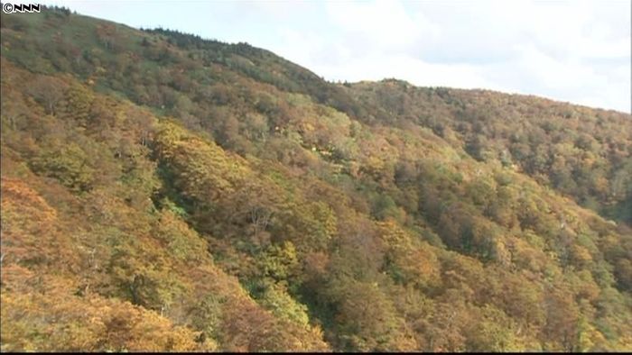 ゴンドラから紅葉見物 秋田・森吉山