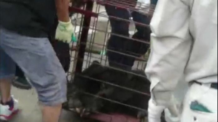 民家の車庫にクマ逃げ込み捕獲 石川