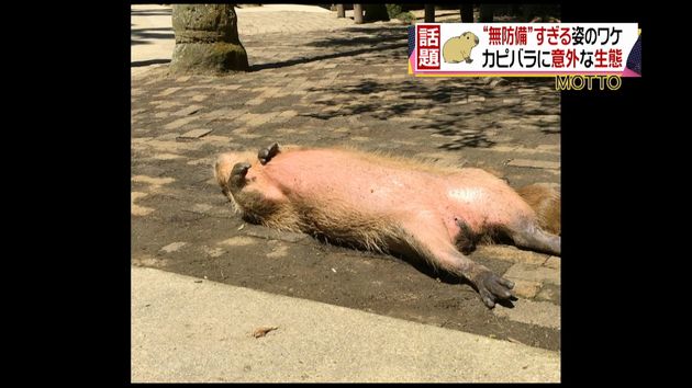 無防備すぎるカピバラ なぜあんな姿に