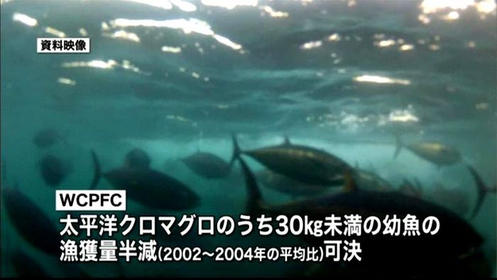 クロマグロ幼魚漁獲量 基準年半分に制限へ