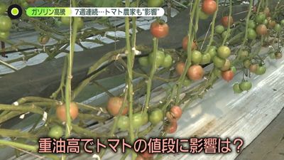 重油高騰でトマト農家苦境に 値段に影響は