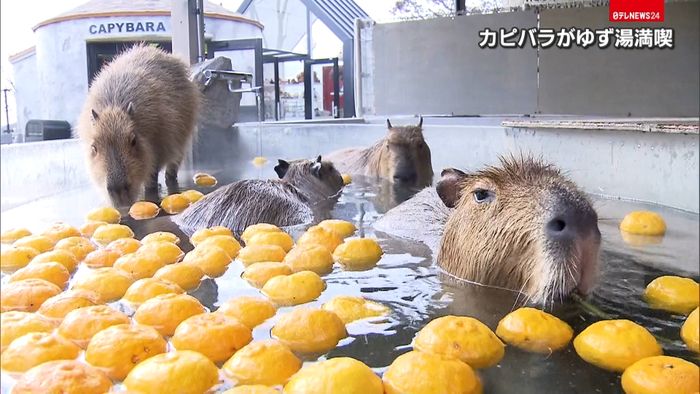 冬至に…カピバラが「ゆず湯」満喫! 兵庫