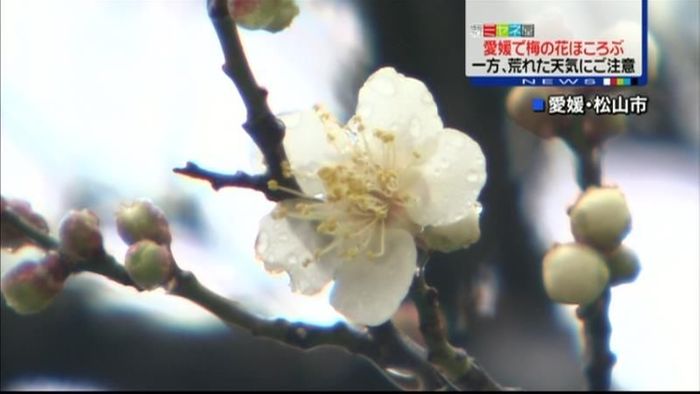 「寒の入り」も…松山から春の便り届く