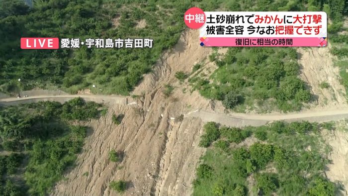 豪雨被害のみかん農家「10年かかるか…」