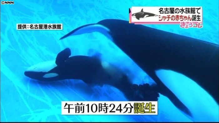 名古屋港水族館で初　シャチの赤ちゃん誕生