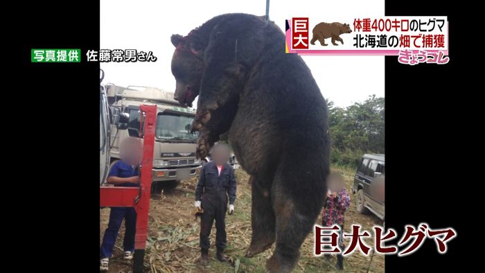 体重400キロのヒグマ捕獲 なぜ巨大化?