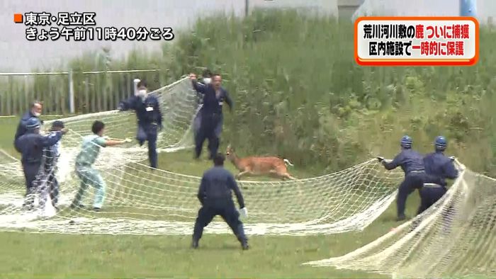荒川河川敷のシカ捕獲!区内施設で一時保護