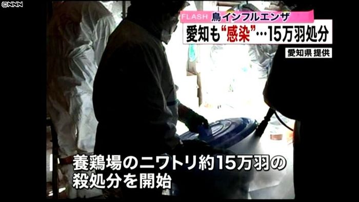 鶏約15万羽の殺処分始まる 愛知・豊橋市