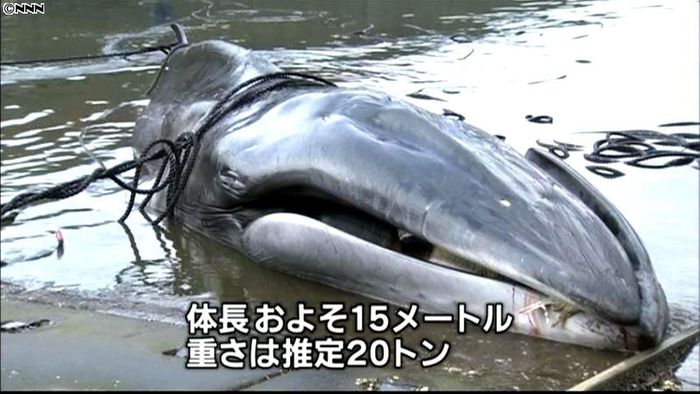 体長15メートル!大分沖の定置網にクジラ